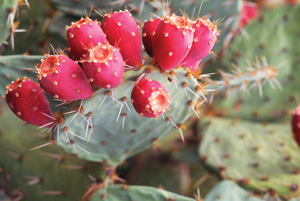 "21" - Prickly Pear Cactus Seed Oil Night Serum