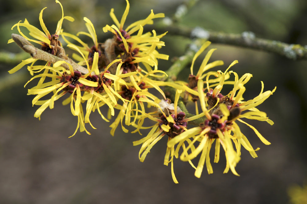 Witch Hazel  UMOA® – umoacosmetics