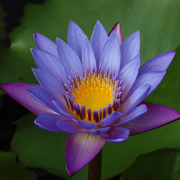 AWAKEN - Blue Lotus Blend